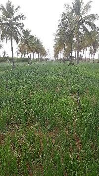  Agricultural Land for Rent in Bagepalli, ChikBallapur