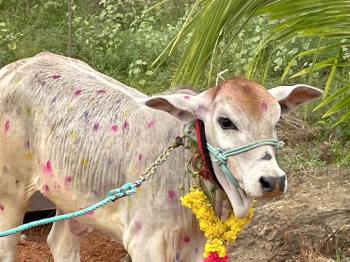  Agricultural Land for Sale in Kariapatti, Virudhunagar