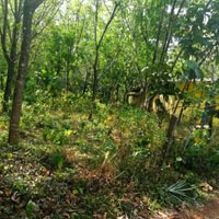  Agricultural Land for Sale in Vakathanam, Kottayam