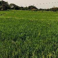  Agricultural Land for Sale in Kondurg, Rangareddy