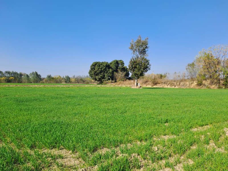 Agricultural Land 1516 Sq. Yards for Sale in