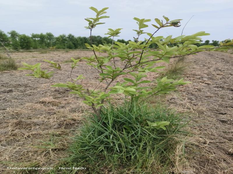  Agricultural Land 9600 Sq.ft. for Sale in Uthiramerur, Kanchipuram