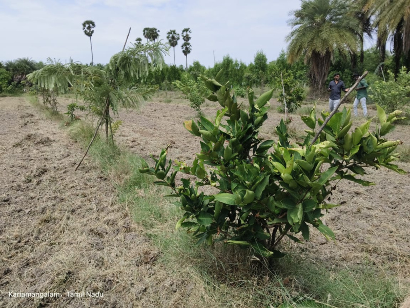  Agricultural Land 9600 Sq.ft. for Sale in Uthiramerur, Kanchipuram