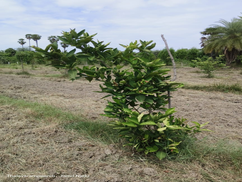  Agricultural Land 9700 Sq.ft. for Sale in Madurantakam, Chennai