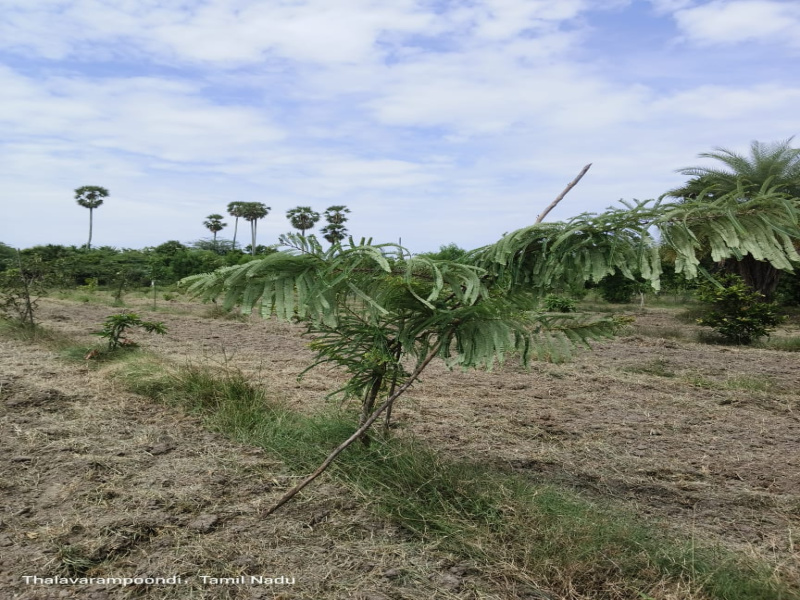  Agricultural Land 9700 Sq.ft. for Sale in Madurantakam, Chennai