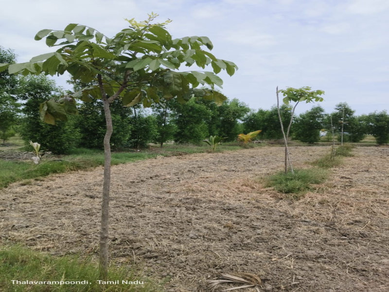  Agricultural Land 9900 Sq.ft. for Sale in Uthiramerur, Kanchipuram