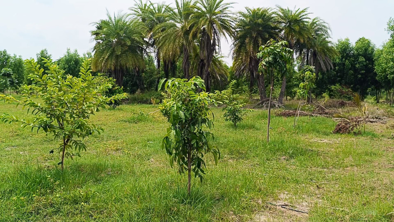  Agricultural Land 10000 Sq.ft. for Sale in Chengalpet, Chennai