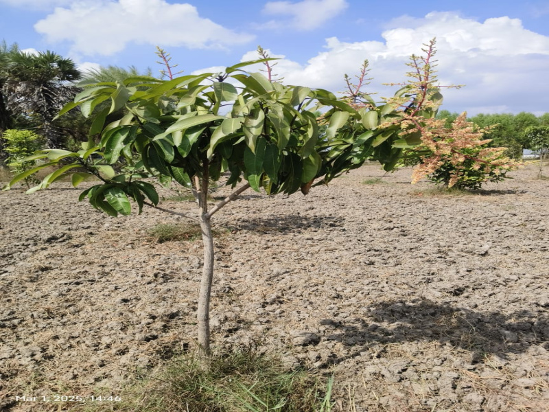  9600 Sq.ft. Agricultural/Farm Land for Sale in Chengalpet, Chennai