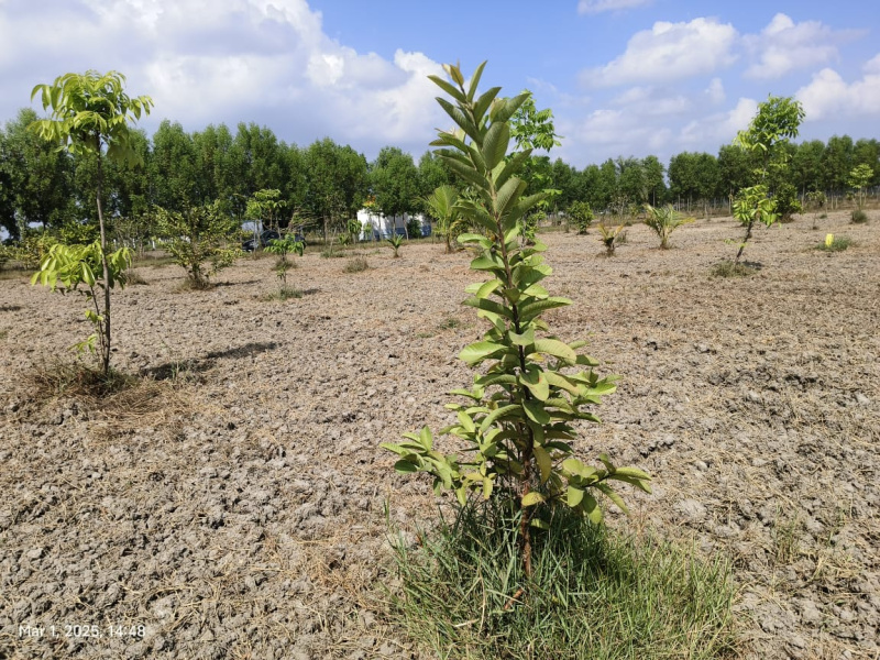  9950 Sq.ft. Agricultural/Farm Land for Sale in Melmaruvathur, Chennai