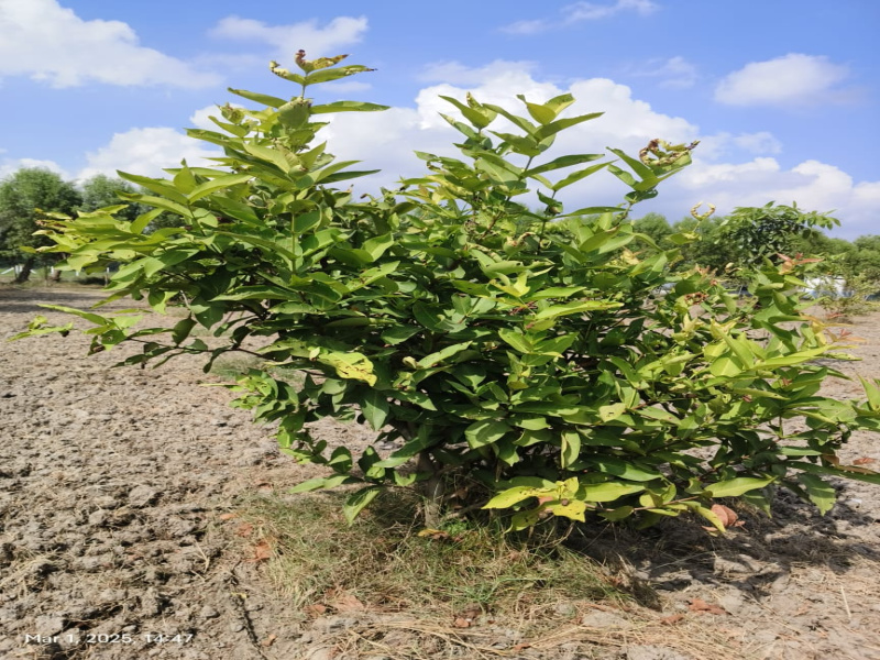  10225 Sq.ft. Agricultural/Farm Land for Sale in Chengalpet, Chennai