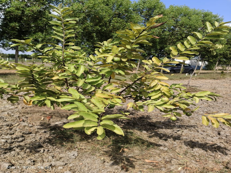  9735 Sq.ft. Agricultural/Farm Land for Sale in Chengalpet, Chennai