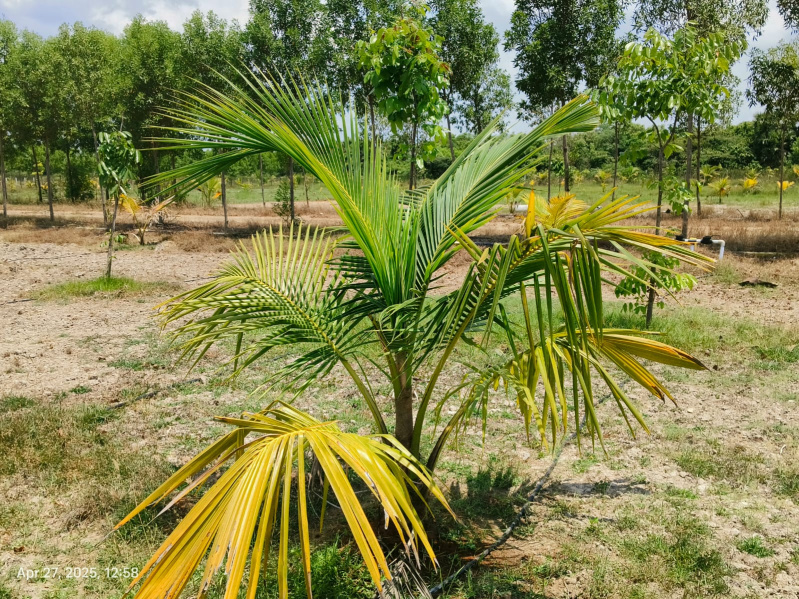  9602 Sq.ft. Agricultural/Farm Land for Sale in Uthandi, Chennai