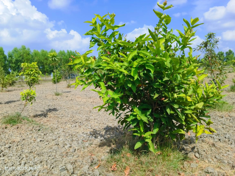  9609 Sq.ft. Agricultural/Farm Land for Sale in Madurantakam, Chennai