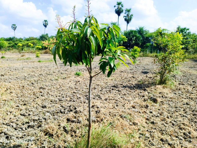  9609 Sq.ft. Agricultural/Farm Land for Sale in Madurantakam, Chennai