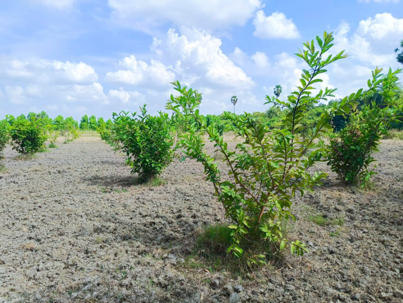  9610 Sq.ft. Agricultural/Farm Land for Sale in Melmaruvathur, Chennai