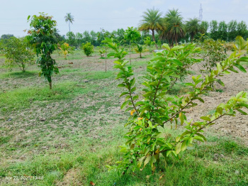  Agricultural Land for Sale in Kanchipuram, Chennai, 
