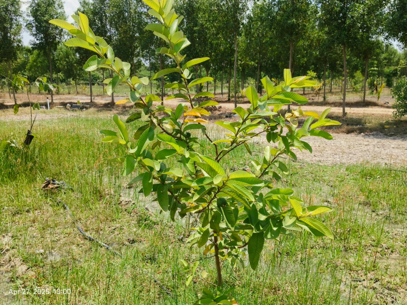  9616 Sq.ft. Agricultural/Farm Land for Sale in Melmaruvathur, Chennai