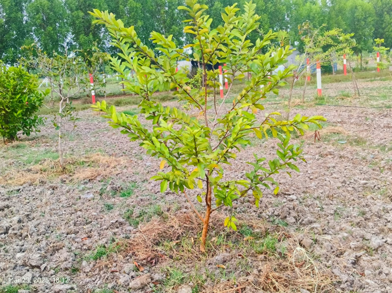  9620 Sq.ft. Agricultural/Farm Land for Sale in Chengalpet, Chennai