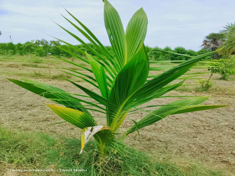  9621 Sq.ft. Agricultural/Farm Land for Sale in Uthramerur, Chennai