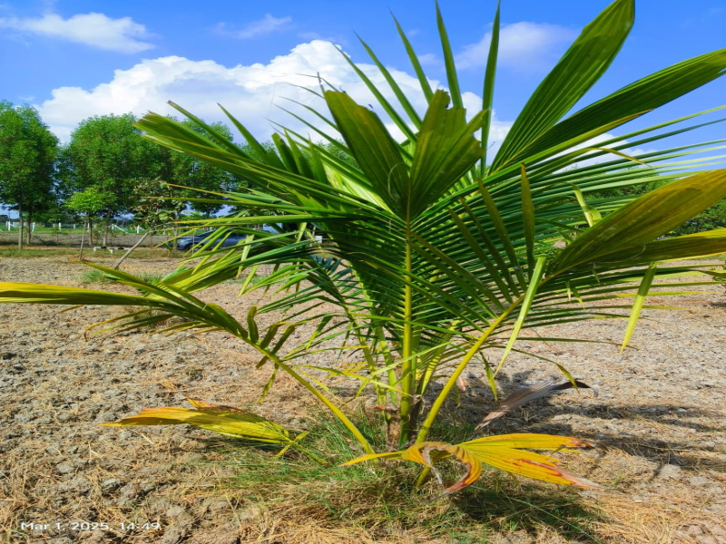  9622 Sq.ft. Agricultural/Farm Land for Sale in Madurantakam, Chennai