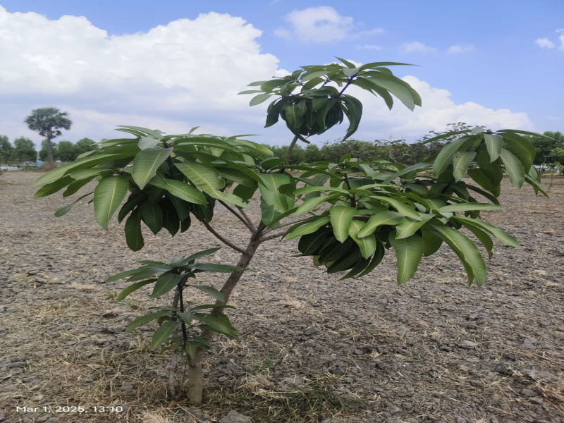  9632 Sq.ft. Agricultural/Farm Land for Sale in Uthramerur, Chennai