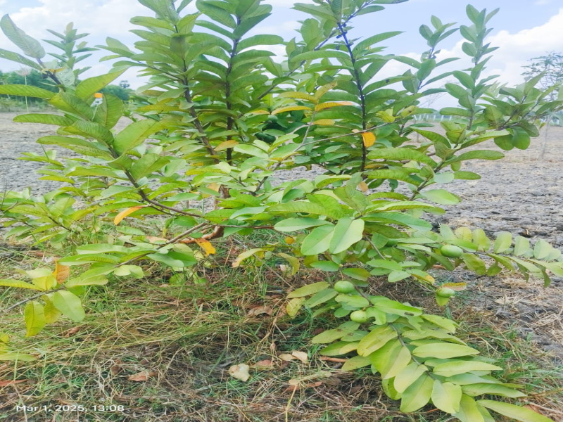  9636 Sq.ft. Residential Plot for Sale in Chengalpet, Chennai