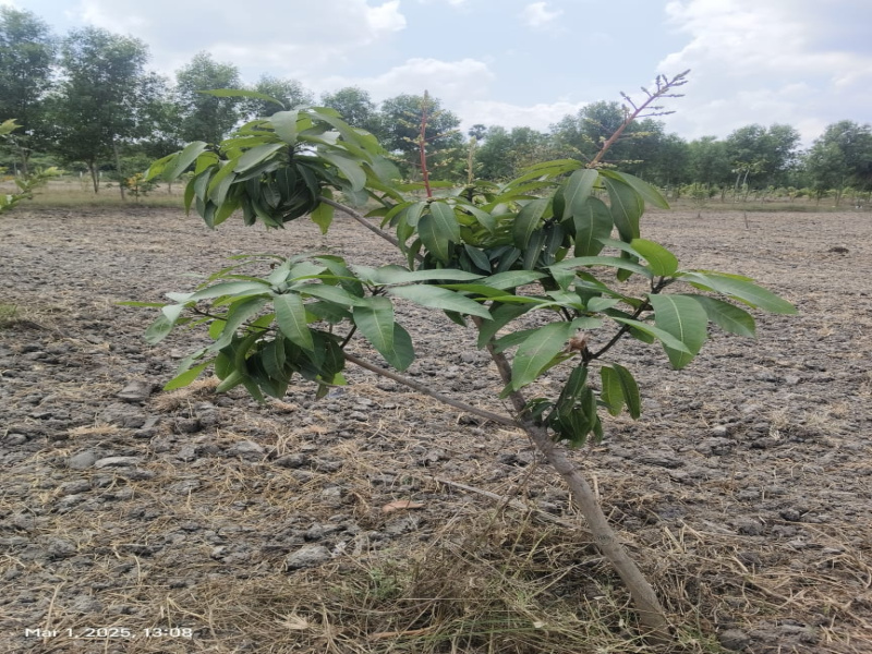  9647 Sq.ft. Agricultural/Farm Land for Sale in Melmaruvathur, Chennai