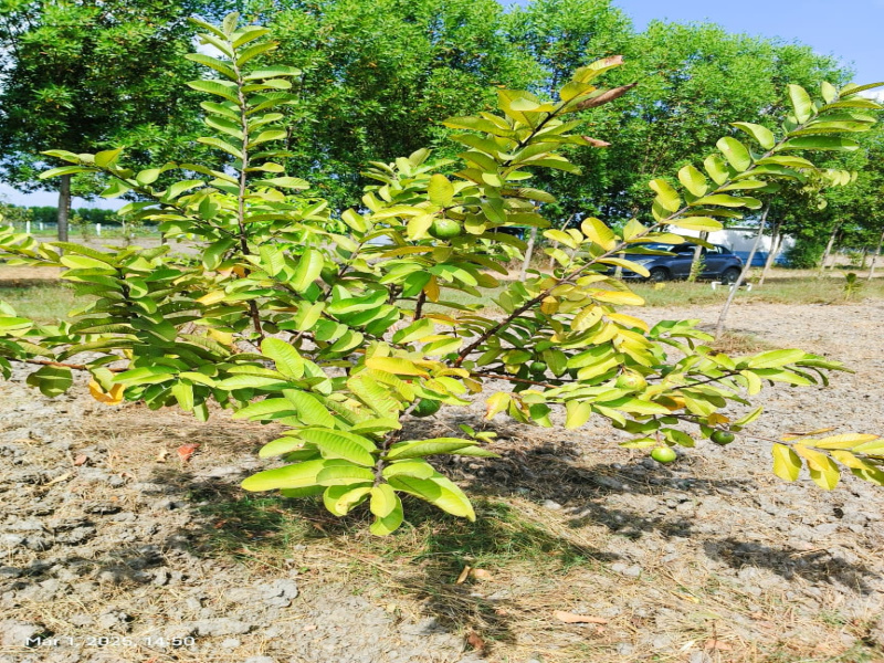  9651 Sq.ft. Agricultural/Farm Land for Sale in Uthramerur, Chennai