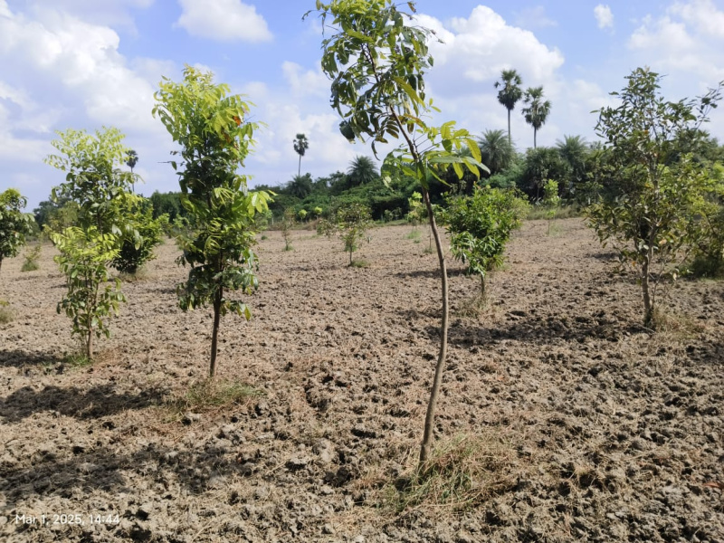  9652 Sq.ft. Agricultural/Farm Land for Sale in Madurantakam, Chennai