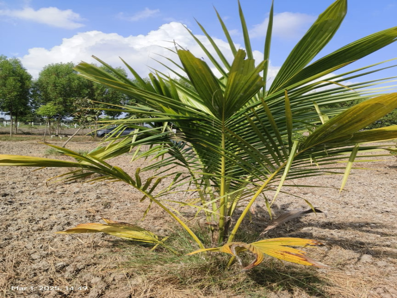  9652 Sq.ft. Agricultural/Farm Land for Sale in Madurantakam, Chennai