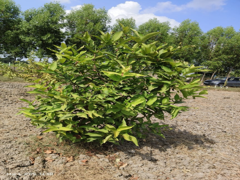  9652 Sq.ft. Agricultural/Farm Land for Sale in Madurantakam, Chennai