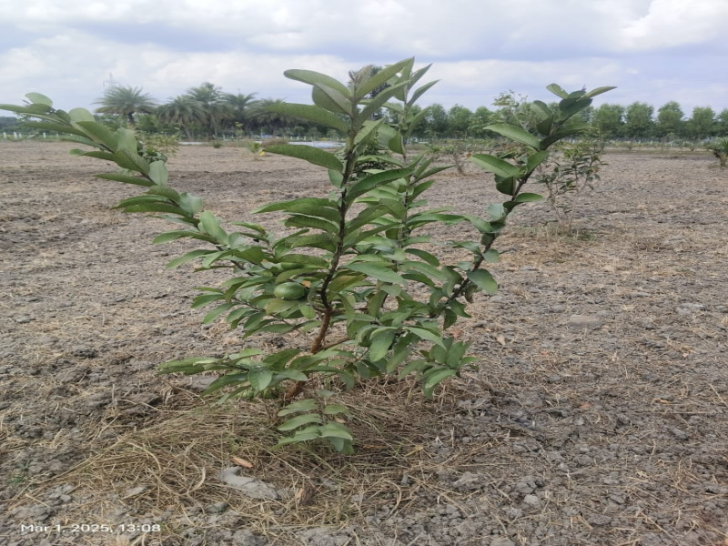  9653 Sq.ft. Agricultural/Farm Land for Sale in Chengalpet, Chennai