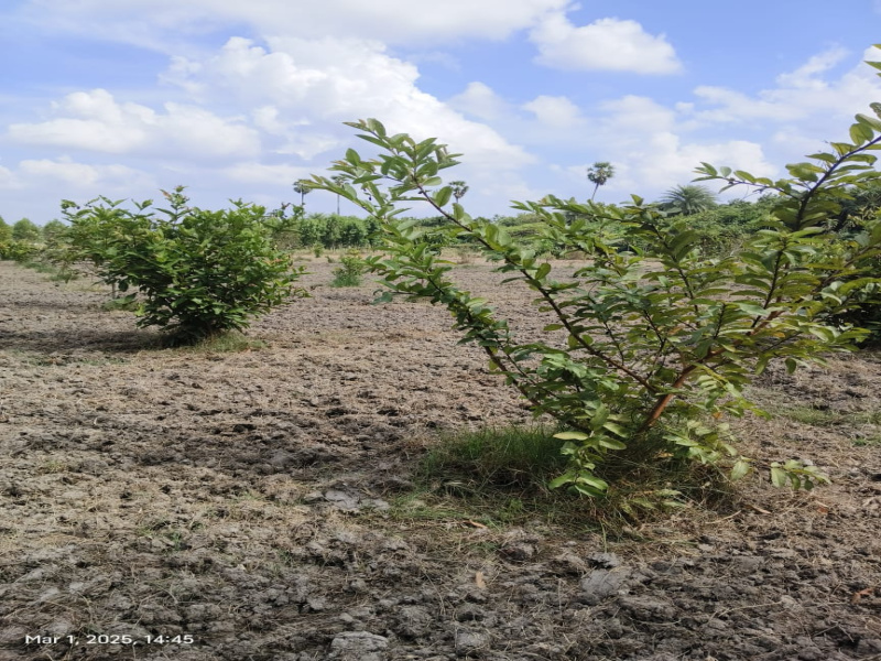  9654 Sq.ft. Agricultural/Farm Land for Sale in Chengalpet, Chennai