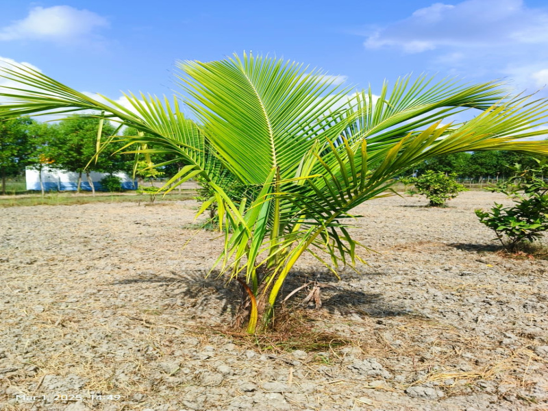  9661 Sq.ft. Agricultural/Farm Land for Sale in Uthramerur, Chennai