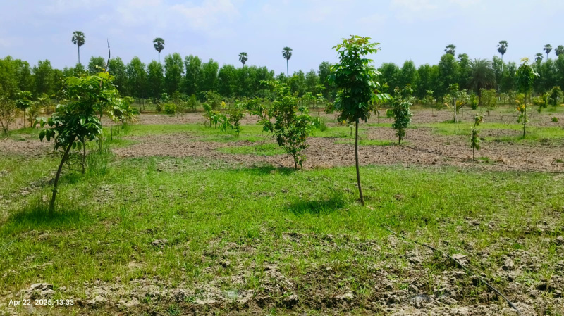  9665 Sq.ft. Agricultural/Farm Land for Sale in Chengalpet, Chennai