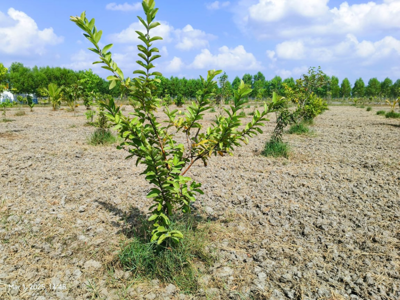  9668 Sq.ft. Agricultural/Farm Land for Sale in Uthramerur, Chennai