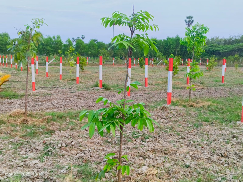  9674 Sq.ft. Agricultural/Farm Land for Sale in Uthramerur, Chennai