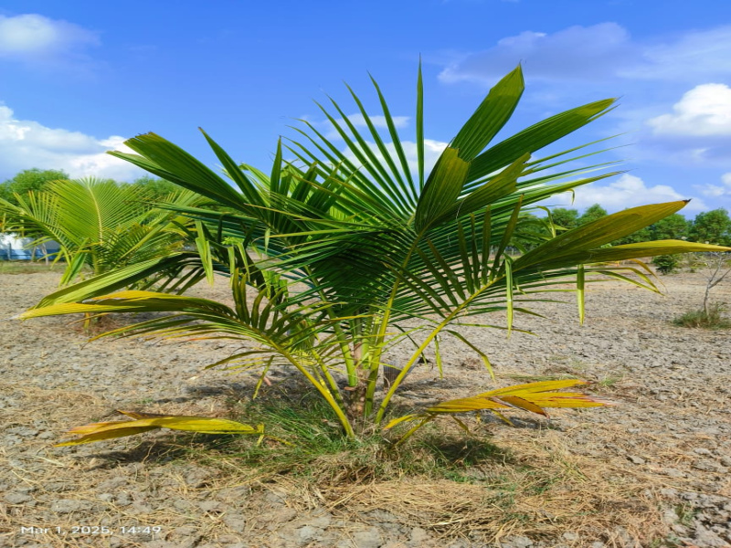  9677 Sq.ft. Agricultural/Farm Land for Sale in Uthramerur, Chennai