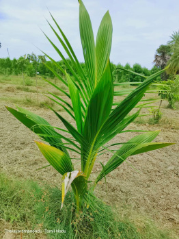  Agricultural Land for Sale in Uthramerur, Chennai