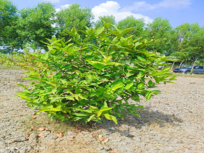  9688 Sq.ft. Agricultural/Farm Land for Sale in Madurantakam, Chennai