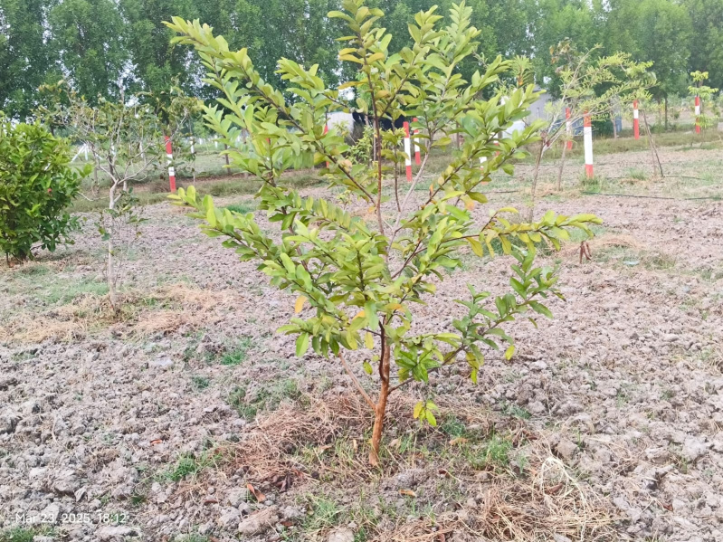  9689 Sq.ft. Agricultural/Farm Land for Sale in Madhurandagam, Chennai