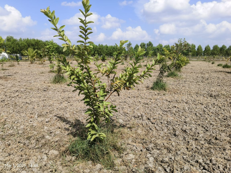  9692 Sq.ft. Agricultural/Farm Land for Sale in Chengalpet, Chennai