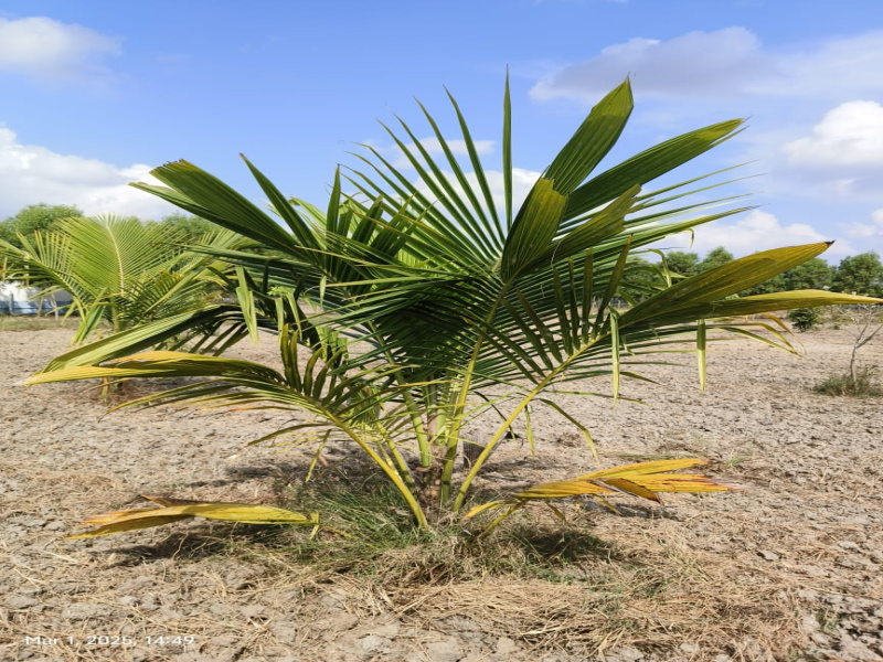  9697 Sq.ft. Agricultural/Farm Land for Sale in Madurantakam, Chennai