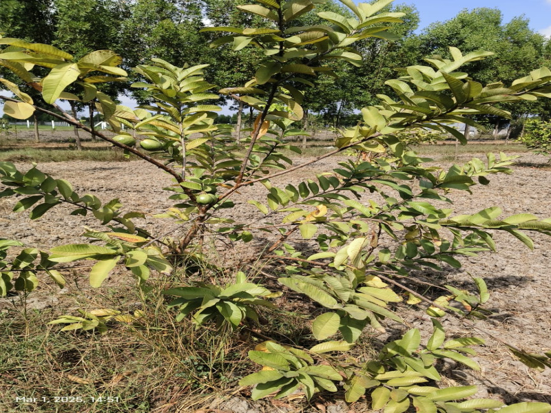  9697 Sq.ft. Agricultural/Farm Land for Sale in Madurantakam, Chennai