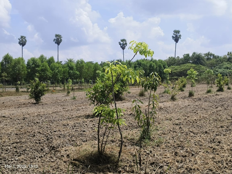  9942 Sq.ft. Agricultural/Farm Land for Sale in Mamandur, Chengalpattu