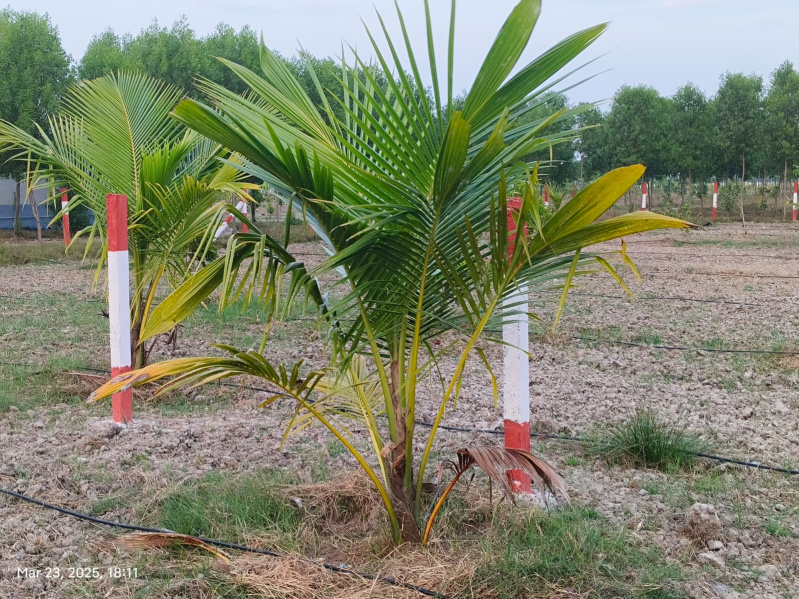  9699 Sq.ft. Agricultural/Farm Land for Sale in Melmaruvathur, Chennai