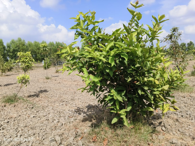  9704 Sq.ft. Agricultural/Farm Land for Sale in Melmaruvathur, Chennai