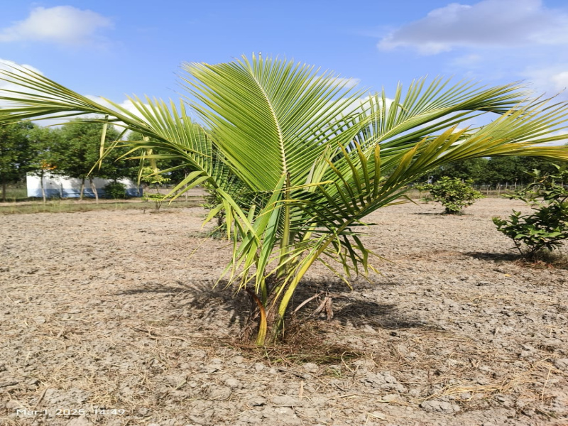  9704 Sq.ft. Agricultural/Farm Land for Sale in Melmaruvathur, Chennai