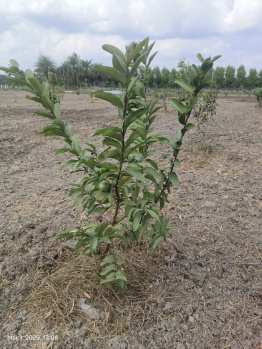  Agricultural Land for Sale in Madurantakam, Chennai