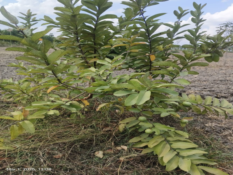  9707 Sq.ft. Agricultural/Farm Land for Sale in Chengalpet, Chennai